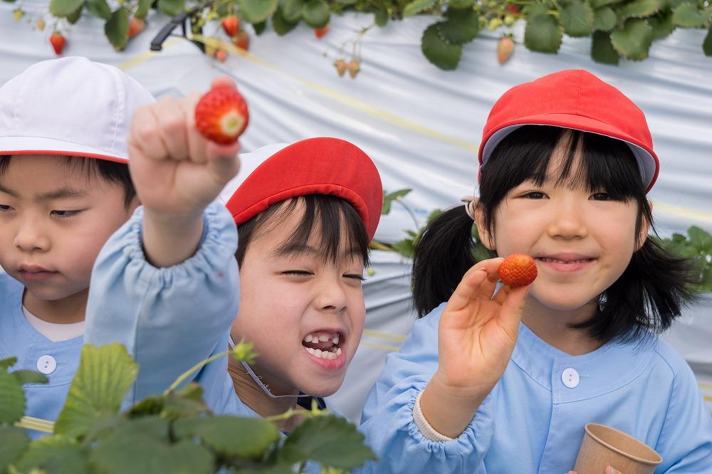 2月 いちご狩り