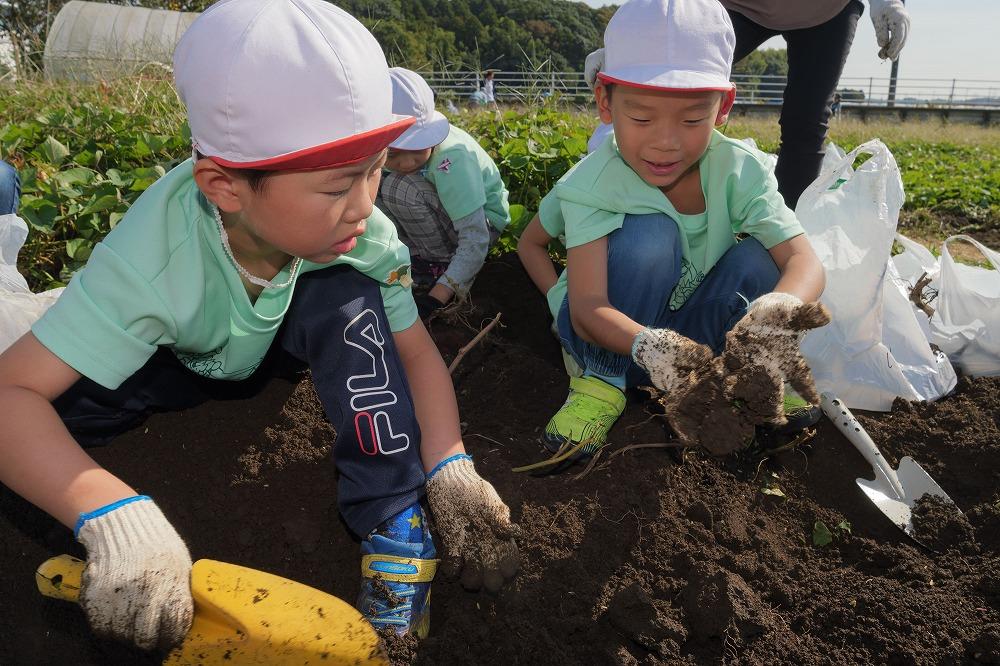 10月 いもほり